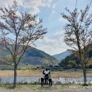 산청 지리산 자양보오토캠핑장 솔직후기