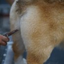 서면펫살롱 이미지