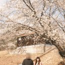 청도 운문댐 하류보 야영장 벚꽃 개화상황 (25.04.02) : 대구 근교 벚꽃 피크닉 명당 위치, 주차