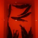 남대천R 이미지