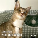 꽃길걷개 이미지