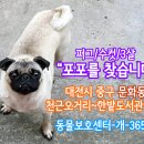 퍼그를찾습니다,수컷,대전 중구 문화동 천근오거리~한밭도서관 부근 이미지