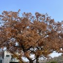 계룡시 엄사면  양정향한길 218-2 | 대전 근교 단풍 카페 추천 계룡 맛집 아르볼그란데366