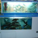 정가네 어죽마을 이미지