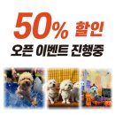 놀러오개 애견유치원 애견호텔 강남점 네이버블로그