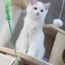 랙돌캐터리알렉산더돌스