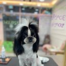 베리펫살롱 이미지