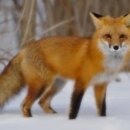 늑대랑여우랑 이미지