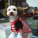 그랜드 애견 미용 이미지