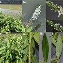 큰진퍼리까치수염 / Lysimachia × glabrophora J.S.Kim &amp; K.Choi 이미지