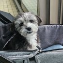 이로(강이)입니다🐶 이미지