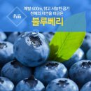 정선블루베리협동조합 이미지