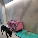 남매미용실 | 반려동물(반려견, 반려묘) 3남매 위탁관리 데이케어 후기 - 일산 애견미용실 마이온펫