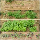 태호네농장 이미지