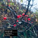 영암산야초