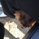 멕시카나치킨모전점 이미지