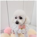 펫러버 그루밍 이미지