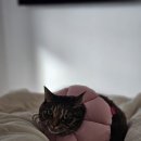 까치소리 | 9월 고양이 다쿠의 하루들