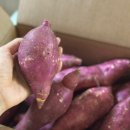 달콤달달 | 달달하지 고소한 달콤함, 베니하루카 햇밤고구마 후기, 맛있게 먹는법