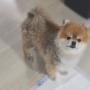 몽트앙
