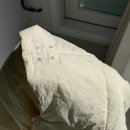 임산부바디필로우 추천 일상유희나비형바디필로우 후기
