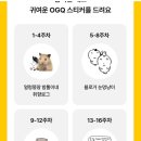 블로그는 하기싫지만 눈멍냥이는 가지고 싶어