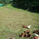 대용농장 이미지