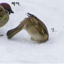 죽향참치 이미지