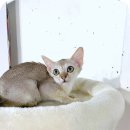 라이프독 인천본점 24시 강아지분양 고양이분양 | 다산싱가푸라고양이분양 새 식구 맞이 고민 신중하게 했어요