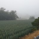 안개로 | 🌫️ 아침 안개 속 가을 산책 후기 🚶‍♂️🍂