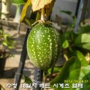 수정열매 이미지