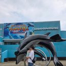 풍금소리 | 17개월 아기랑 거제 씨월드 다녀온 후기🐳 벨루가, 돌고래보다 거북이를 더 좋아하던 우리 우아
