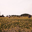 성주스파랜드 | [부산1박2일]여행 추천_수선화 벚꽃 명소