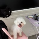 대빵놀이터 | 부천 송내 애견카페&amp;유치원 즐겁개 소형견 신상 반려견 놀이터