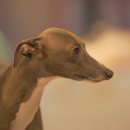 체크인독 애견유치원 이미지