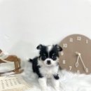 오독안심분양센터 강아지분양 고양이분양 목동점 이미지