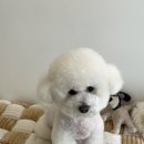 땡큐베리도그