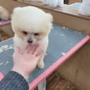 포항애견미용학원 이미지