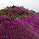 천주산 진달래꽃길을 걸으며 고향의 봄을 노래하다 이미지