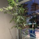 경산 옥곡동 성암산 근처 폴바셋 오픈
