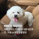 한 동물병원 | 창원 강아지 스케일링 하늘동물병원 내돈내산후기, 비용 전후사진