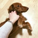 강아지의 품격 이미지