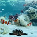 베이컨가평 이미지