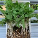 병용농장 이미지