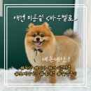 가람애견전문미용실 | [하남/미사] 바우벨로 애견미용실 가위컷전문 포메 물개컷 (내돈내산 후기)