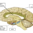마인드앤헬스의원 Daum카페