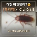 [캐치벅]"손가락만 한 바퀴벌레가 나와요" 외부 유입 대형 바퀴벌레 방역 후기!