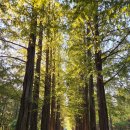 겨울연가 동상 | 2025 가을, 가평 남이섬 근황 주차장팁 저렴한 입장료 후기