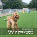 오세요 댕댕이 | 충북 강아지운동장 독채 숙소 단양 댕댕이 애견펜션