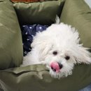 동그리멍 이미지